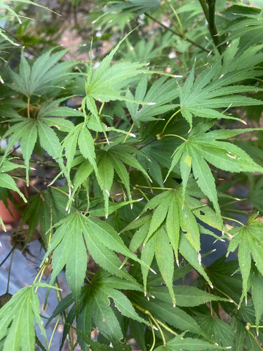 Acer palmatum 'Koko' Dwarf Japanese Maple